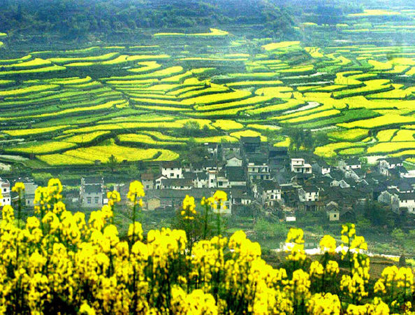 Vụ Nguyên