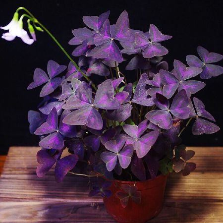 Oxalis triangularis