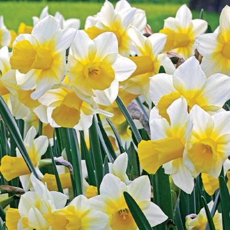 Narcissus