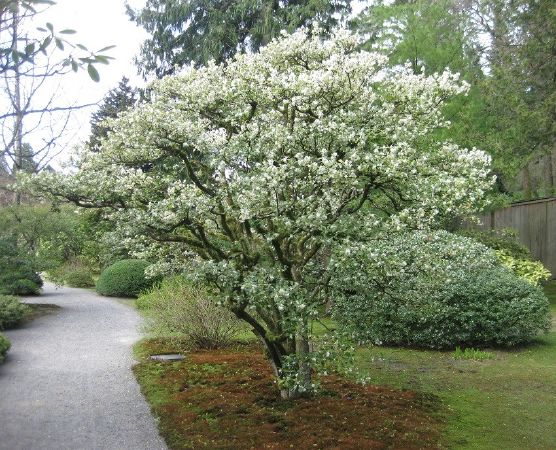 Osmanthus fragrans