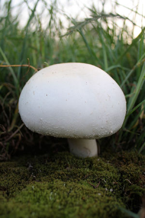 Horse mushroom