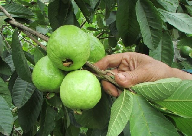 Ổi Đài Loan