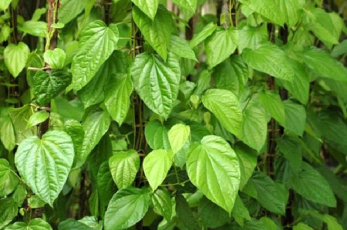 Khắc phục tình trạng khó tiêu