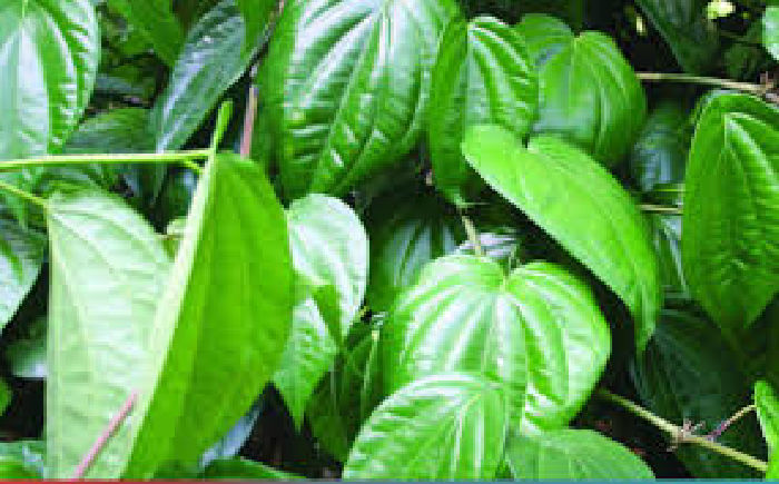 Làm thuốc giảm đau