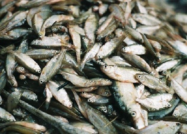 Mắm lẹp