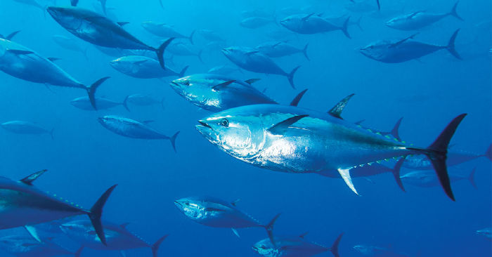 Thunnus thynnus