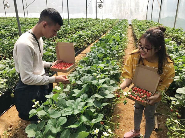 Vườn dâu chú Hùng Đà Lạt