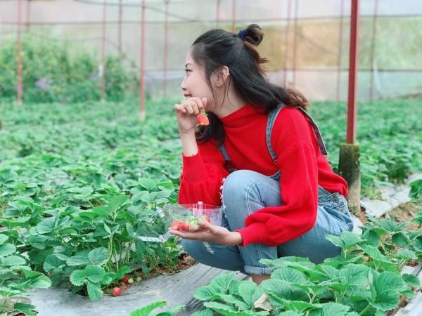 Vườn dâu Nguyễn Lâm Thanh Đà Lạt