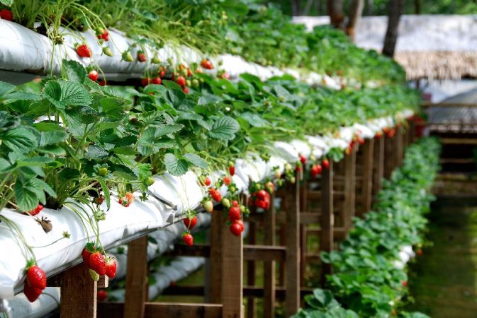 Vườn dâu Nhật Cô Thảo