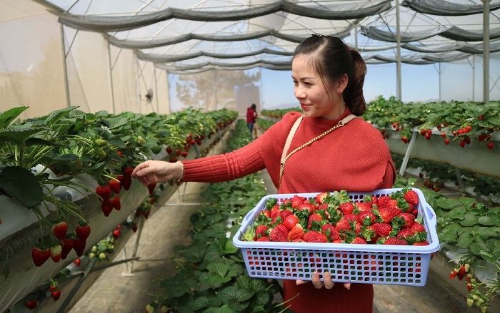 Vườn dâu Phước Lộc Đà Lạt