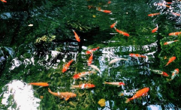 Zen Koi Garden Coffee