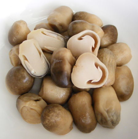 Fungus
