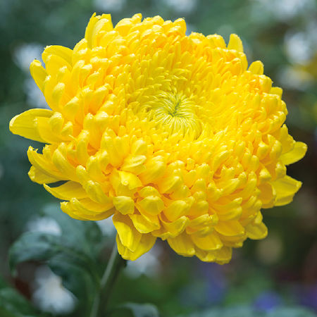 Chrysanthemum