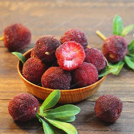 Myrica rubra