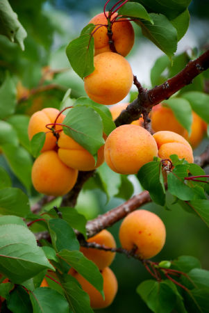 Armenian plum