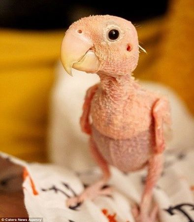 Chú vẹt trụi lông: