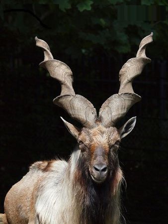 Sơn Dương Markhor