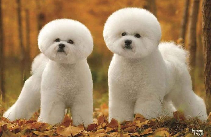 Chó Bichon Frise