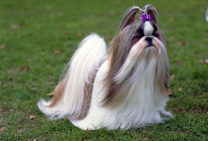 Chó Shih Tzu