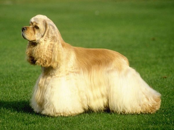 Chó Cocker Spaniel