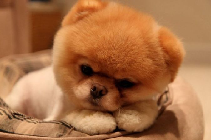 Chó Boo