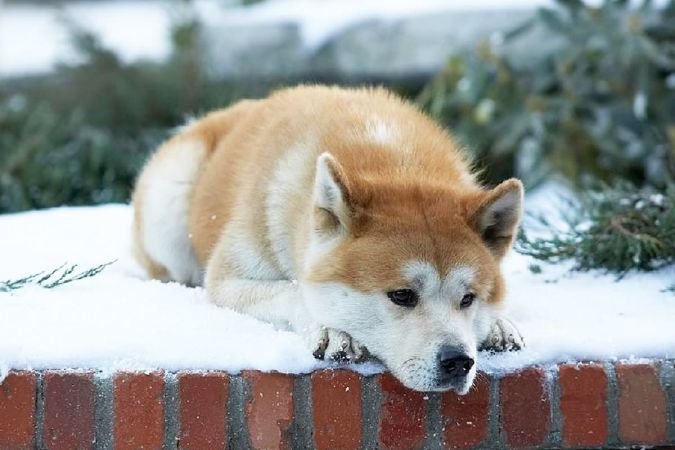 Hachi: A Dog's Tale (2009)