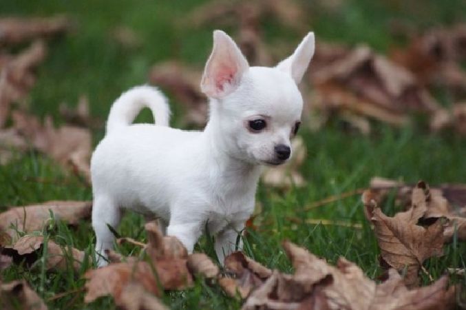 Chó Chihuahua