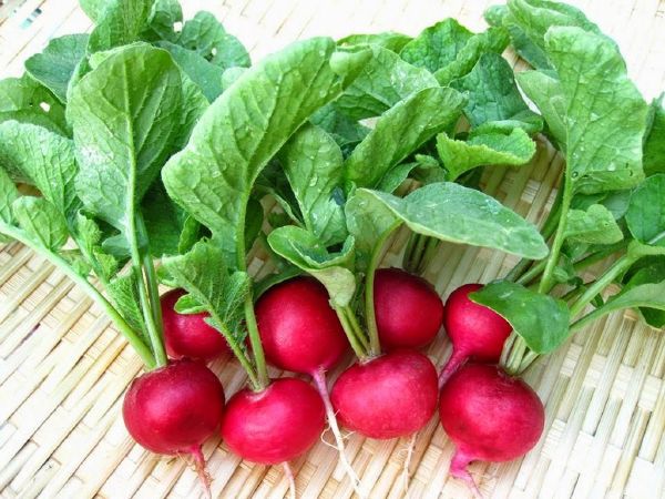 Rễ củ cải đỏ