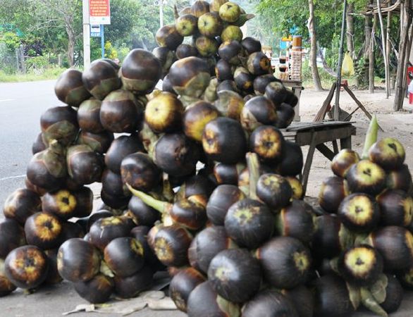 Thốt nốt