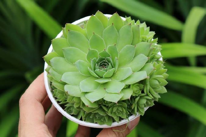 Cây Sen đá Phật Bà