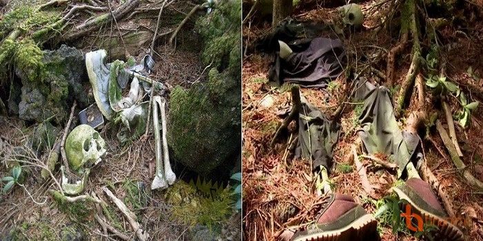 Rừng Aokigahara, Nhật Bản