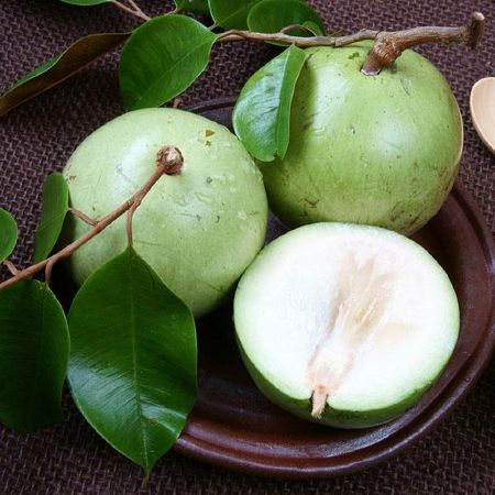 Tác dụng vú sữa trong ngăn ngừa đầy hơi