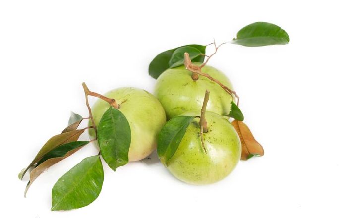 Vú sữa giúp khỏe xương