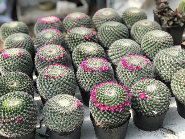 Xương Rồng bánh sinh nhật