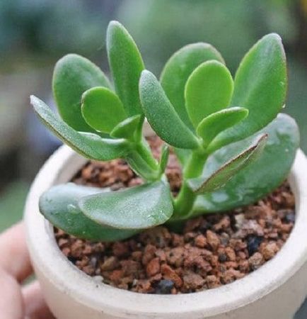 Xương Rồng ngọc bích