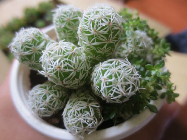 Xương Rồng trứng chim