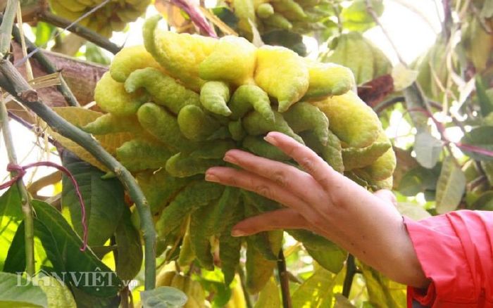 Quả Phật Thủ