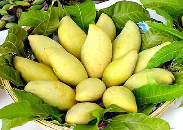 Xoài cát Hòa Lộc