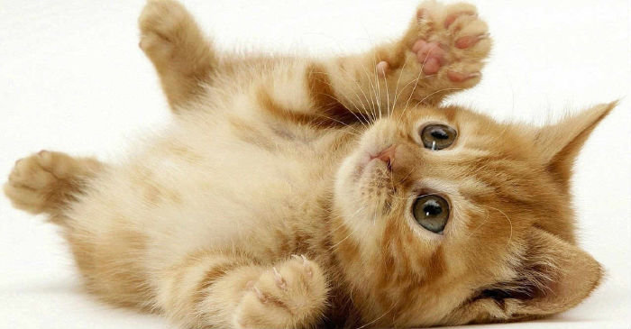 Chú mèo kêu to ngang với tiếng máy cắt cỏ