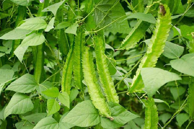 Chứa phổ rộng của các loại đường