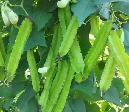 Khoáng chất và vitamin