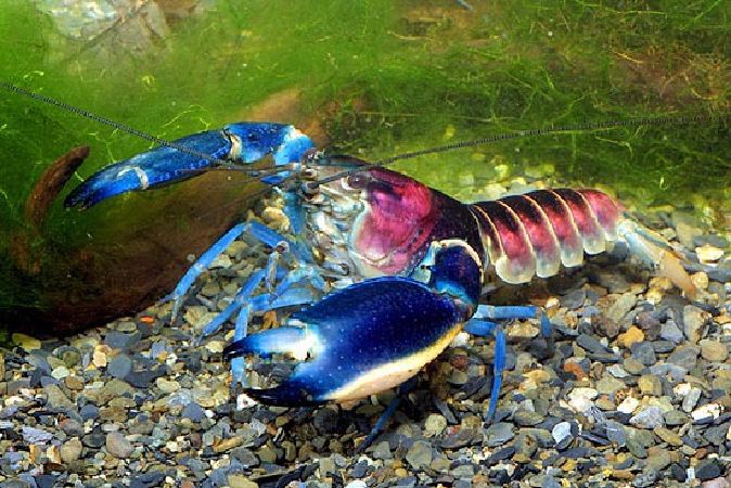 Tôm Hùm Cherax pulcher