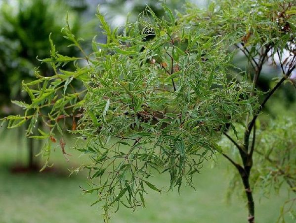 Điều trị liệt dương