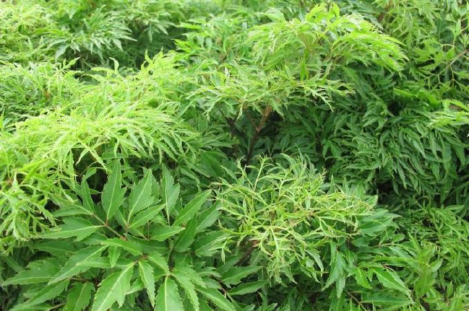 Chữa suy nhược cơ thể