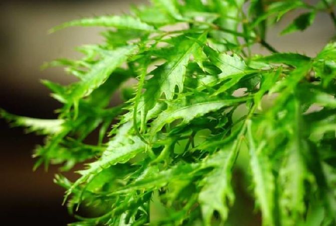 Top 11 công dụng của cây đinh lăng đối với sức khỏe con người