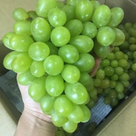 Hỗ trợ quá trình trao đổi chất