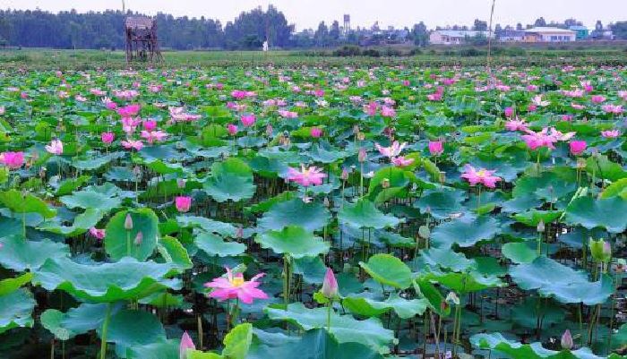 Khu du lịch sinh thái Đồng Sen