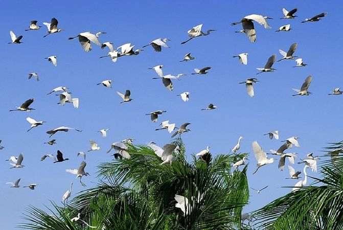 Vườn cò Tân Long