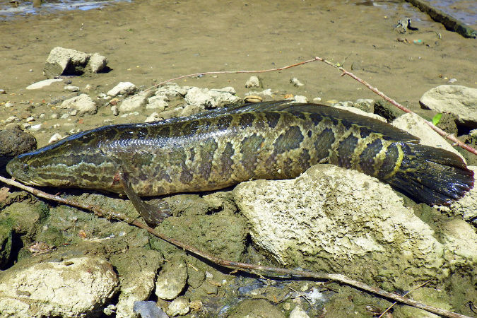 Cá lóc (Snakehead)