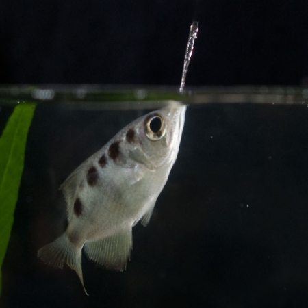 Cá mang rổ (Archerfish)